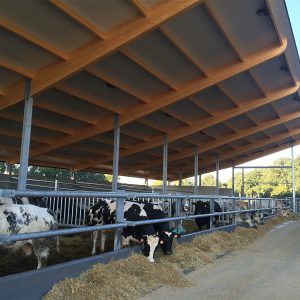 Koeien staan in hun nieuwe stal met stalen constructie